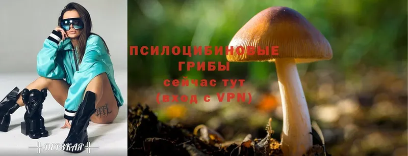 Псилоцибиновые грибы Cubensis  Собинка 